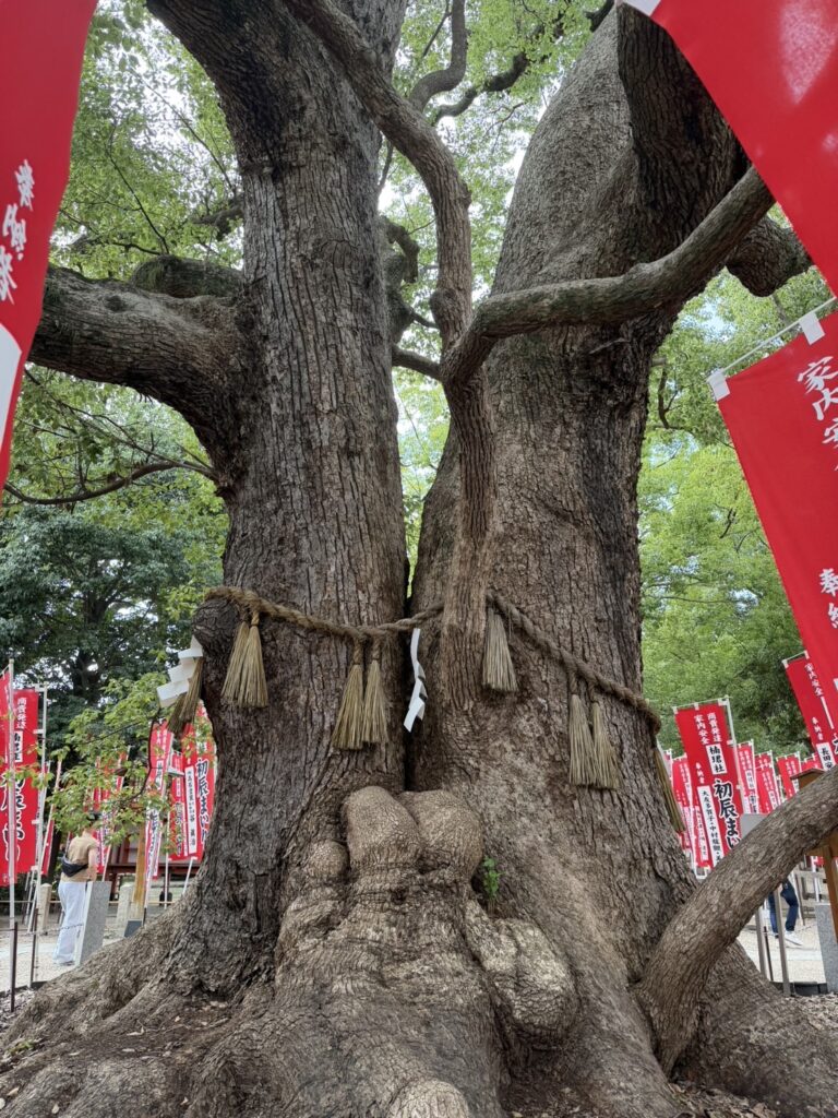 初辰まいりののぼりに囲まれた楠珺社の御神木